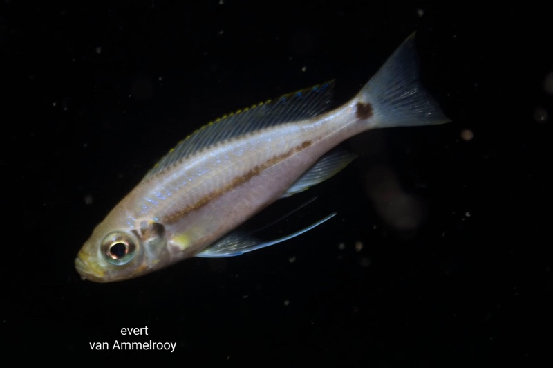 Haplotaxodon trifasciatus 'Kigoma'